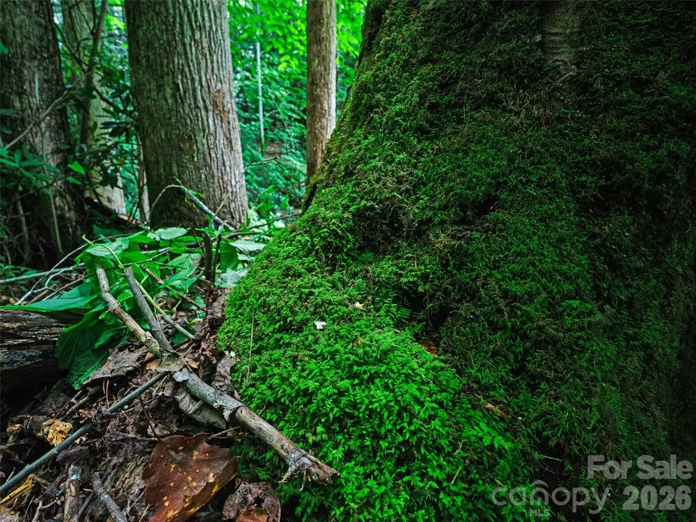 0000 Deep Gap Road Burnsville, NC 28714