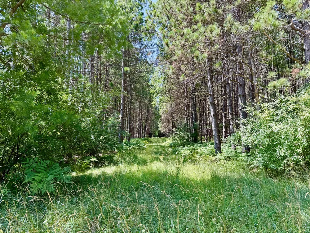 9638 8 Mile Road Kaleva, MI 49645