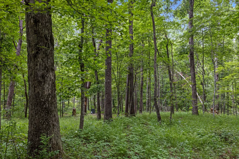 7055 Mooneyham Lonewood Road Spencer, TN 38585