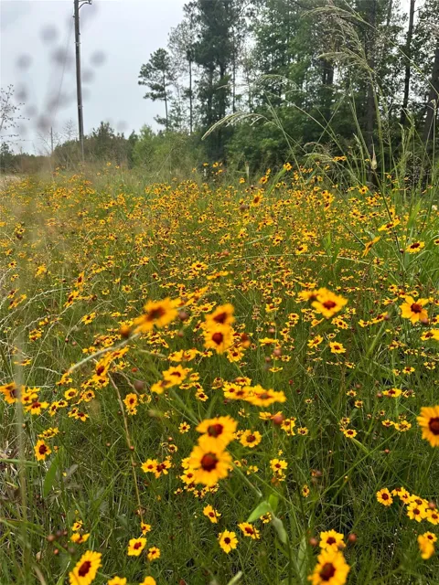Timber Ranch Rd