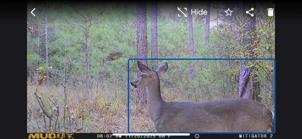 Timber Ranch Rd Apple Springs, TX 75926