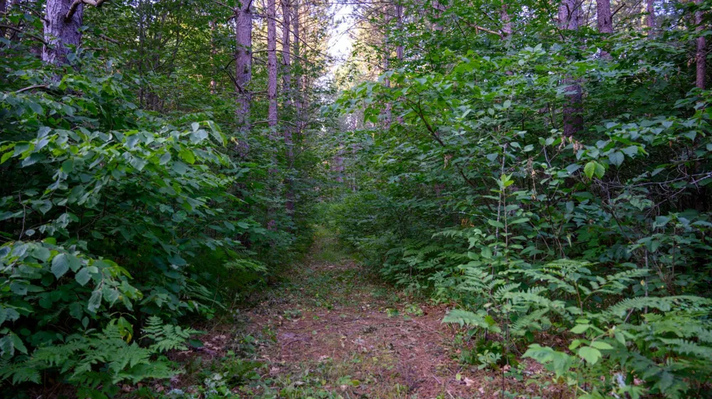 NESW Forest Road 3845 NE Pennington, MN 56663