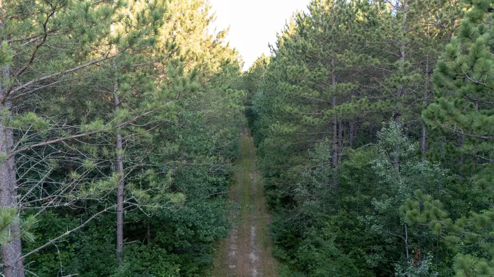 NESW Forest Road 3845 NE Pennington, MN 56663