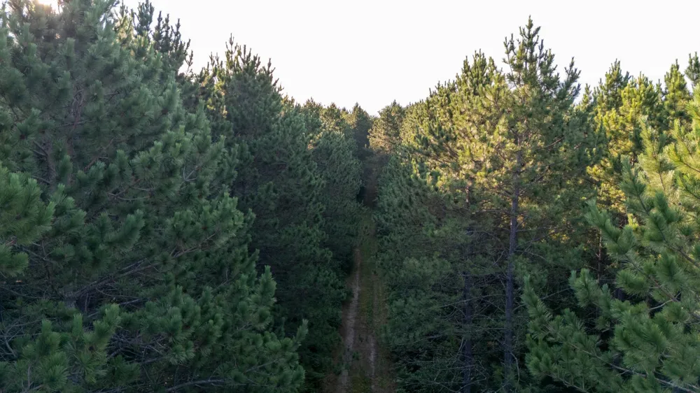 NESW Forest Road 3845 NE Pennington, MN 56663