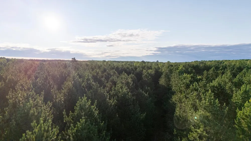 NESW Forest Road 3845 NE Pennington, MN 56663