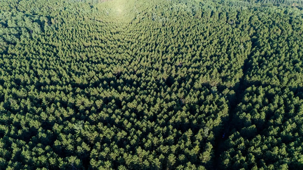 NESW Forest Road 3845 NE Pennington, MN 56663