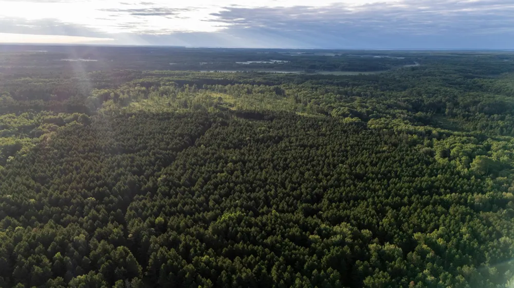NESW Forest Road 3845 NE Pennington, MN 56663
