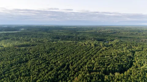 NESW Forest Road 3845 NE