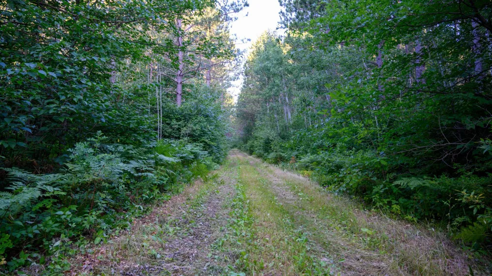 NESW Forest Road 3845 NE Pennington, MN 56663