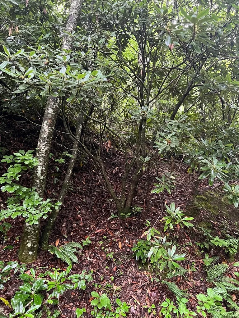 Highlands Pass Franklin, NC 28734