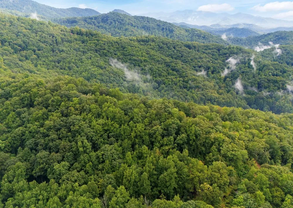 Young Cove Franklin, NC 28734