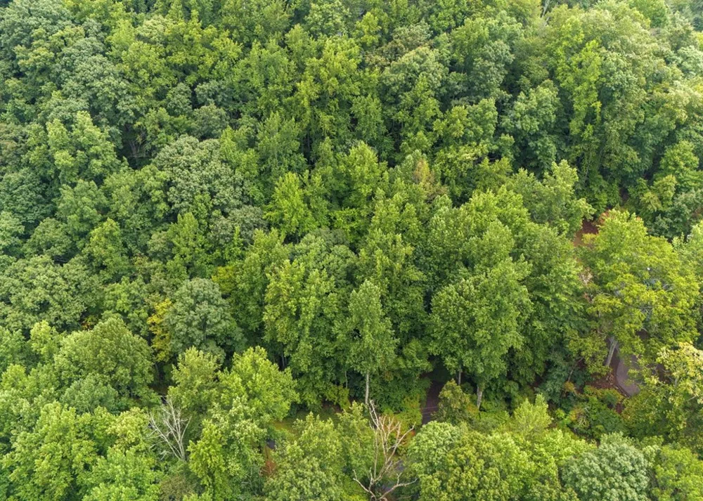 Young Cove Franklin, NC 28734