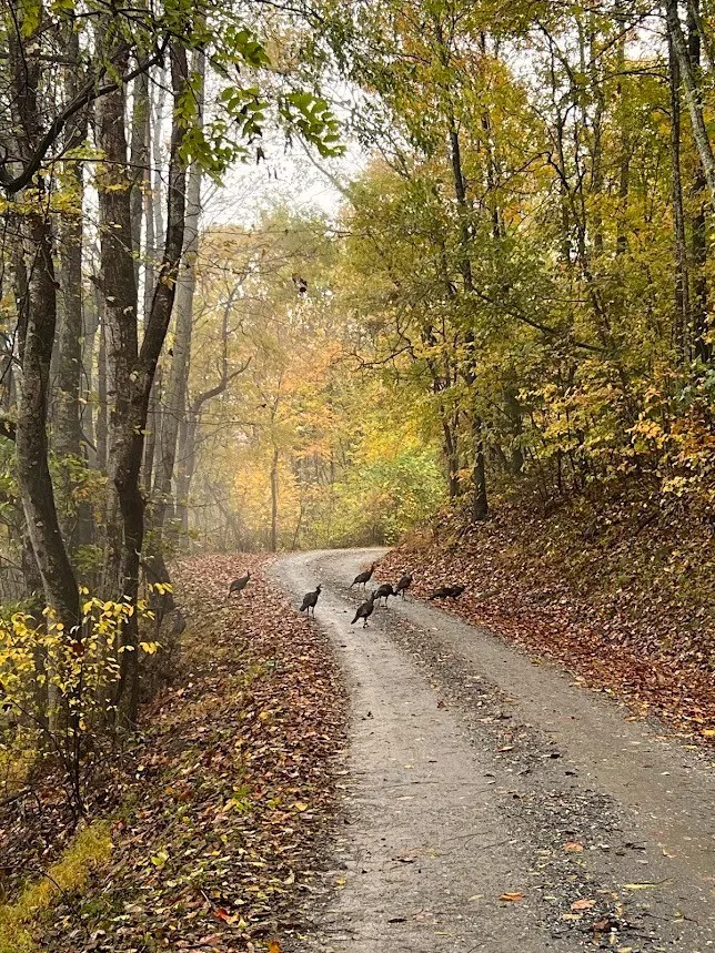 Friendship Walk Bryson City, NC 28713