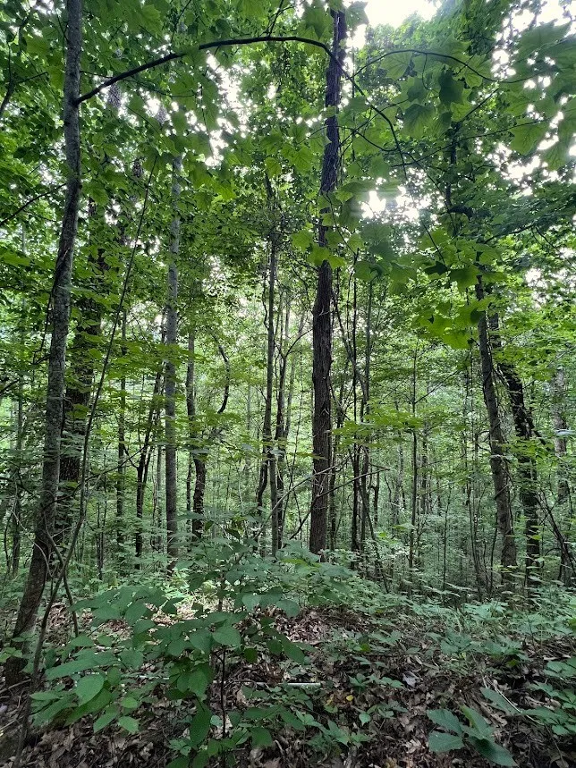 Friendship Walk Bryson City, NC 28713
