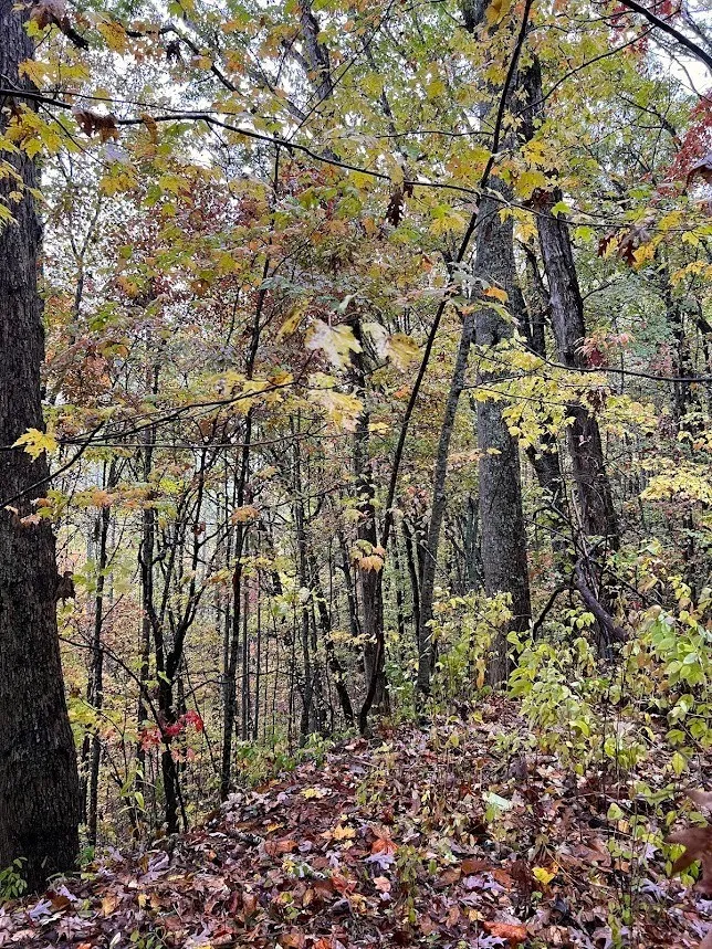 Friendship Walk Bryson City, NC 28713