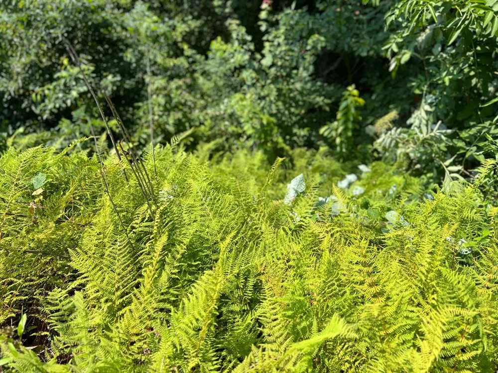Fontana Ridge Rd Bryson City, NC 28713
