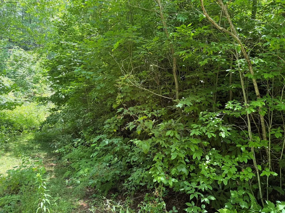 Alarka Highlands Bryson City, NC 28713