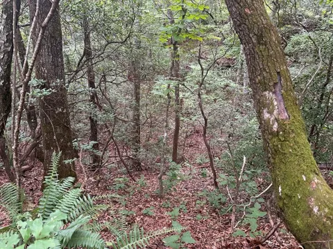 Davis Road