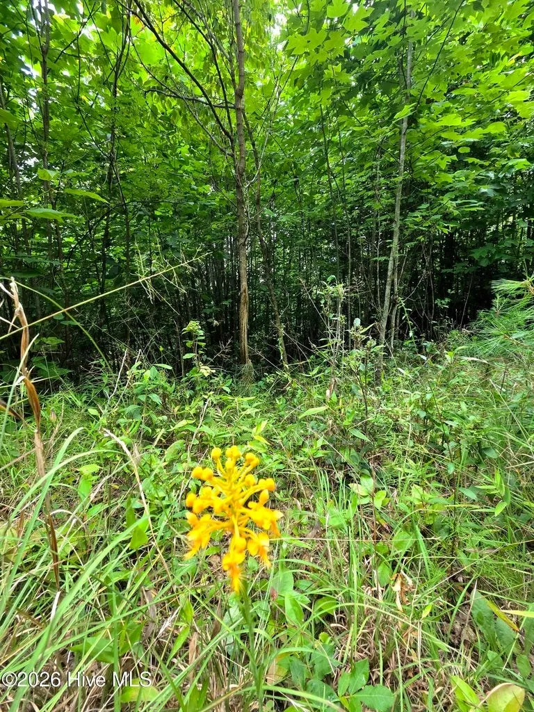 Camp Branch Road Topton, NC 28781