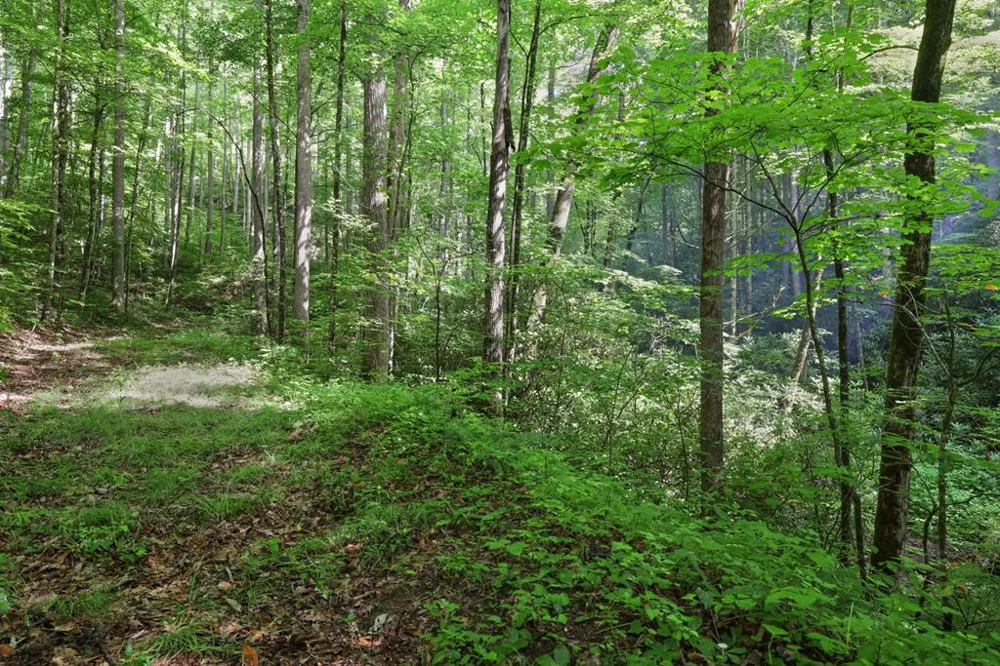 Henry Road Franklin, NC 28734