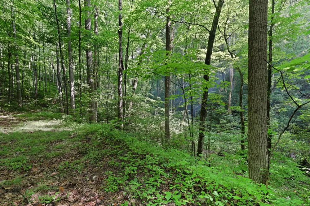 Henry Road Franklin, NC 28734