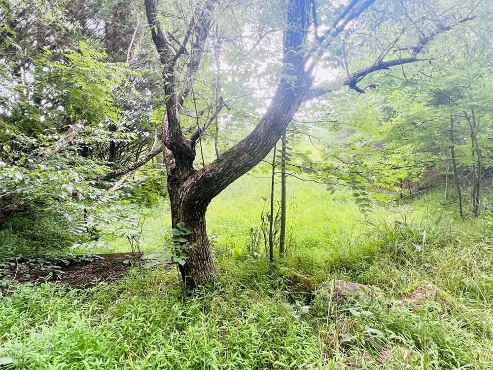 Apple Blossom Rd Franklin, NC 28734