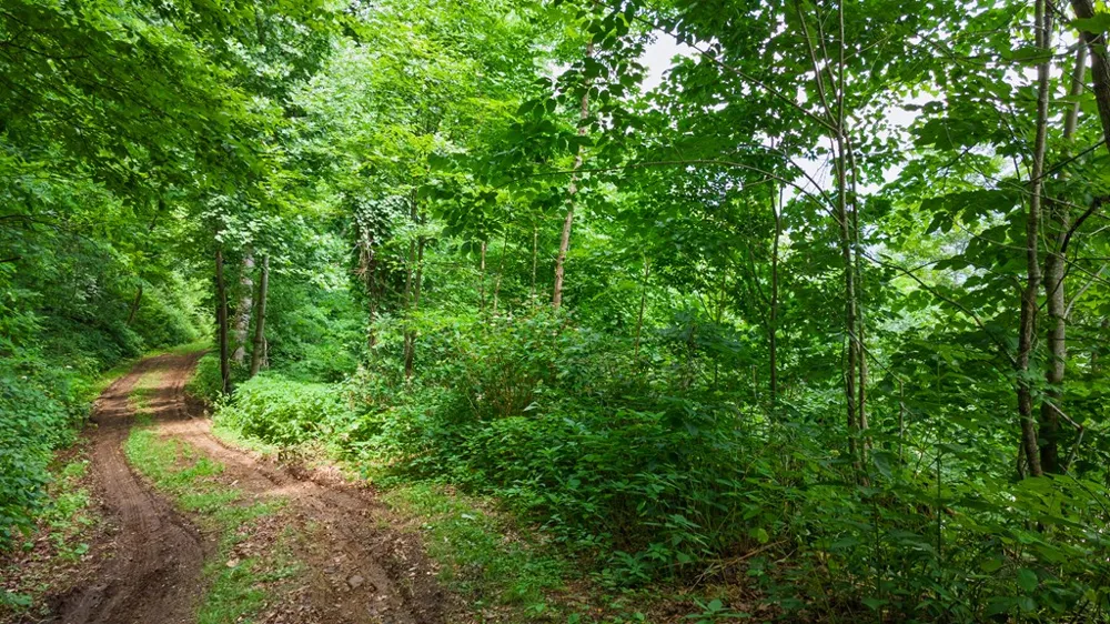 Whisper Mountain Rd Franklin, NC 28734