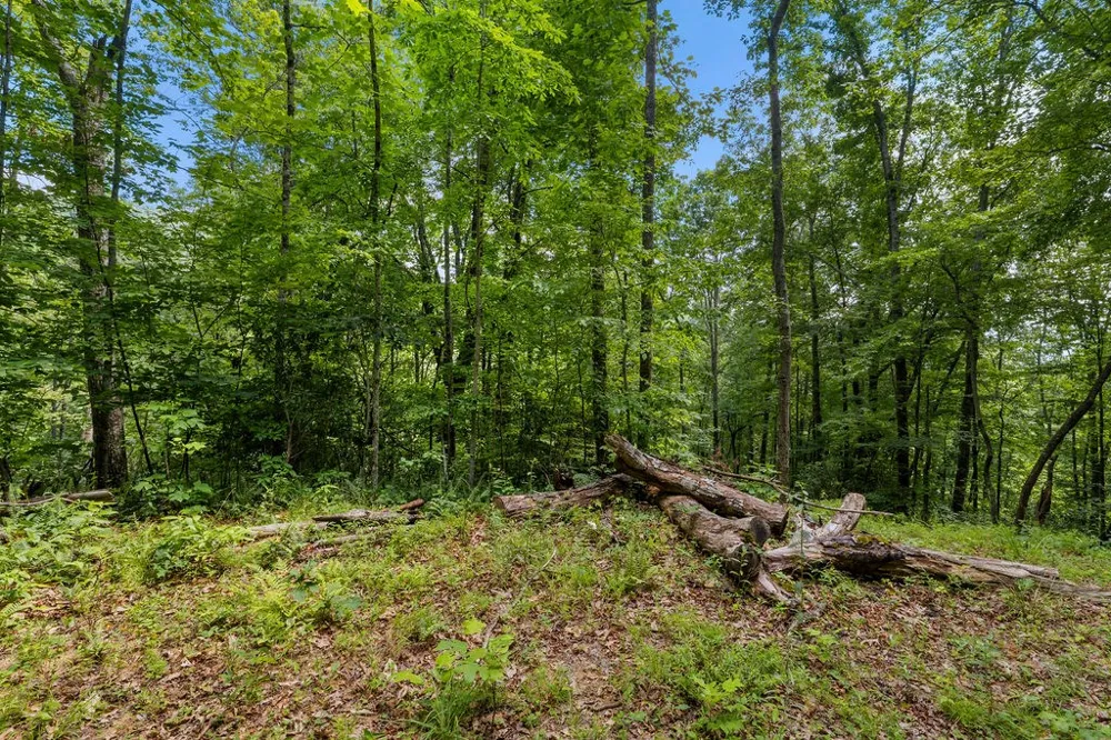 Brandy Ln Franklin, NC 28734