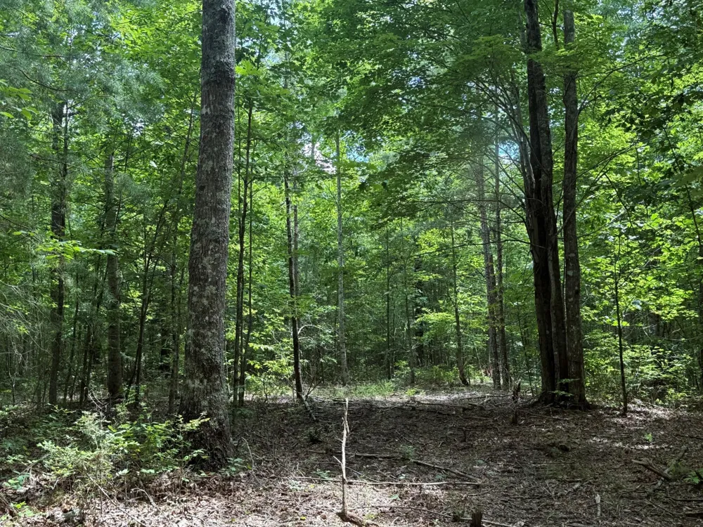 3 S Pittsburg Mountain Road South Pittsburg, TN 37380