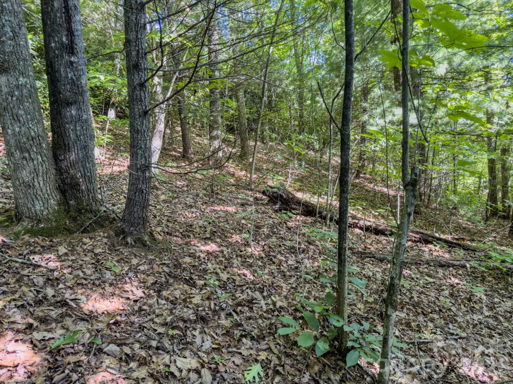 59 Old Greybeard Loop Black Mountain, NC 28711