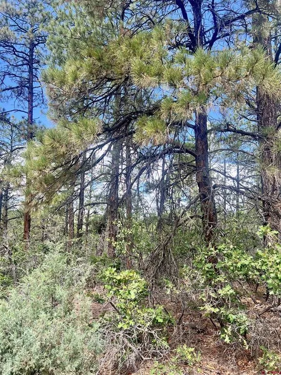 75 Rocky Ridge 2 Pagosa Springs, CO 81147