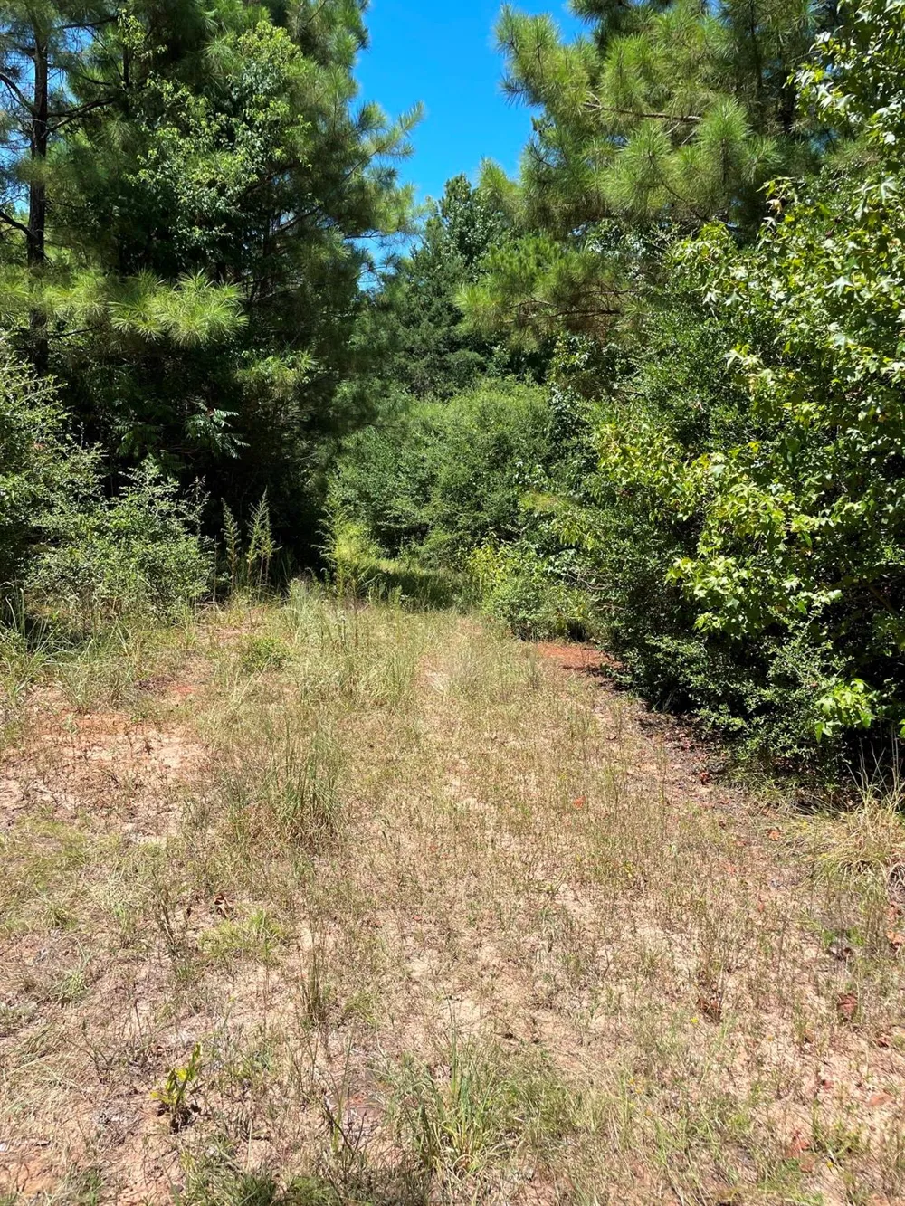County Road 1655 Grapeland, TX 75835