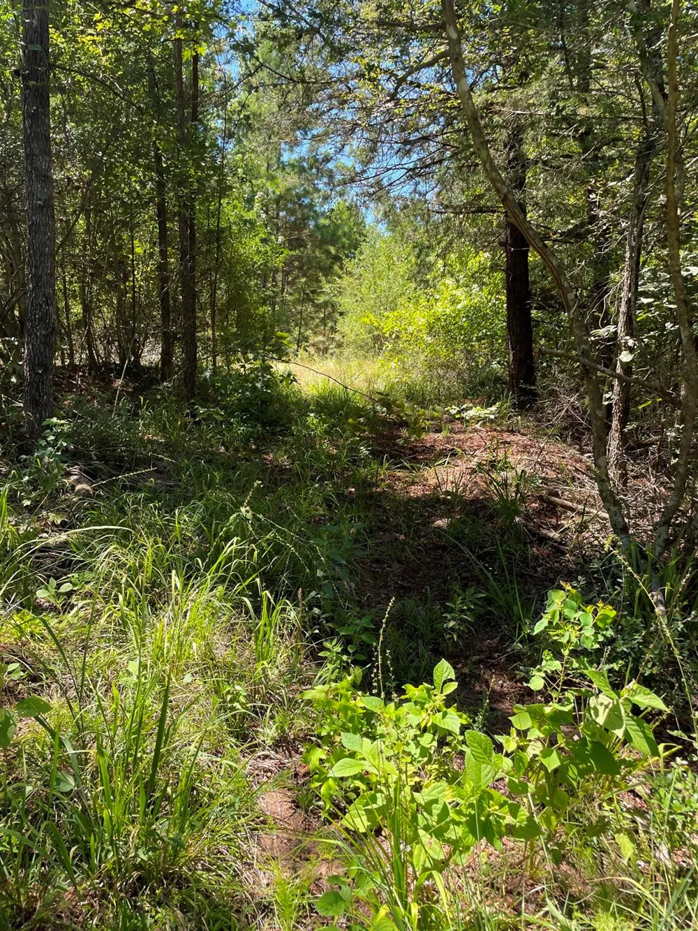 County Road 1655 Grapeland, TX 75835