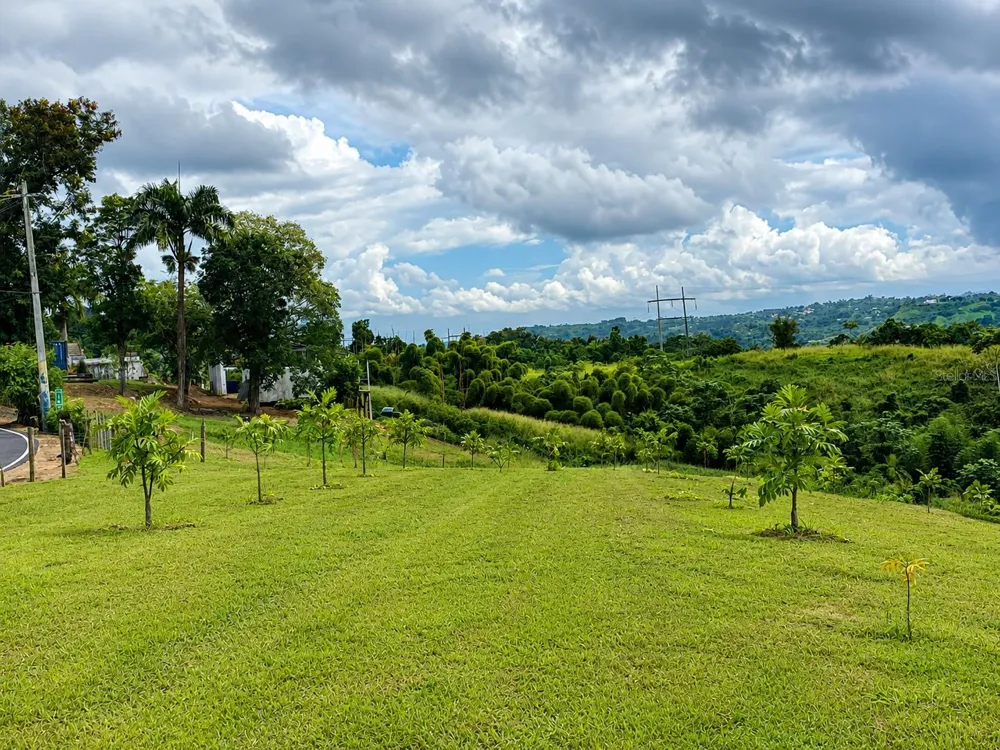 BO. FRONTON CARR 146 KM 18.6 Ciales, PR 00638