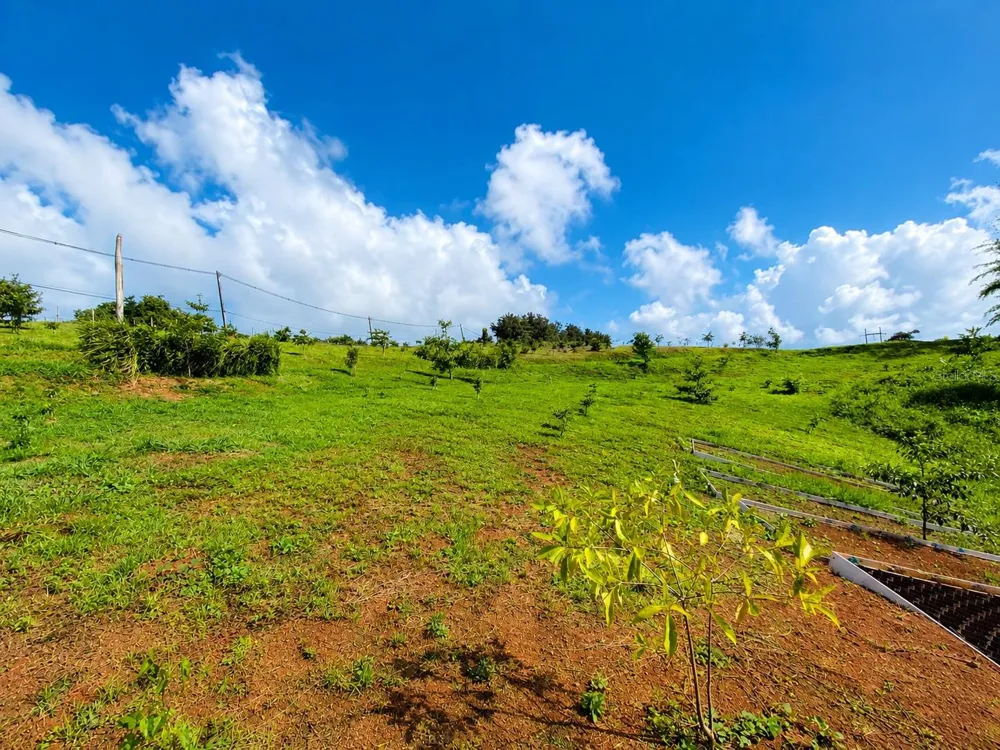 BO. FRONTON CARR 146 KM 18.6 Ciales, PR 00638