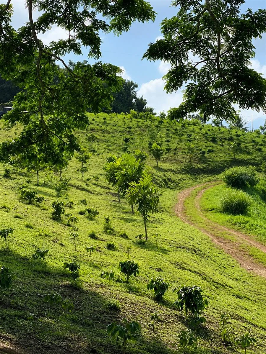 BO. FRONTON CARR 146 KM 18.6 Ciales, PR 00638