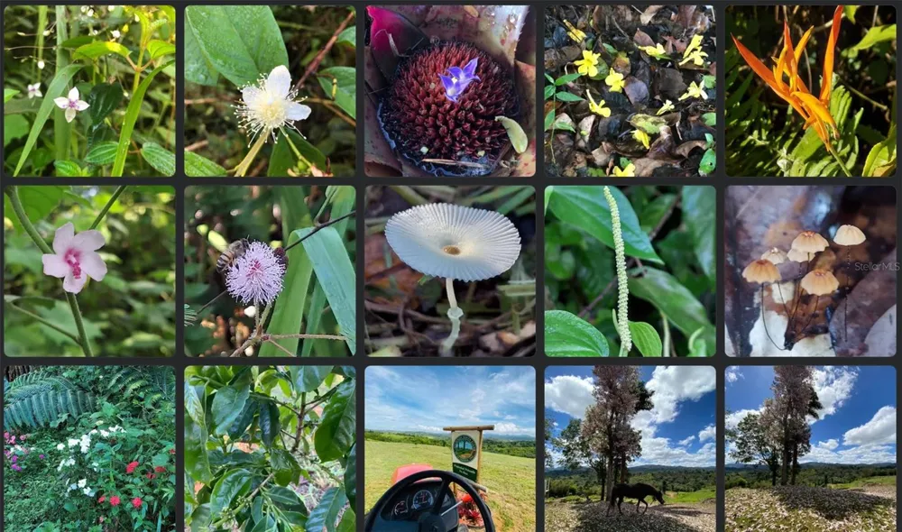 BO. FRONTON CARR 146 KM 18.6 Ciales, PR 00638