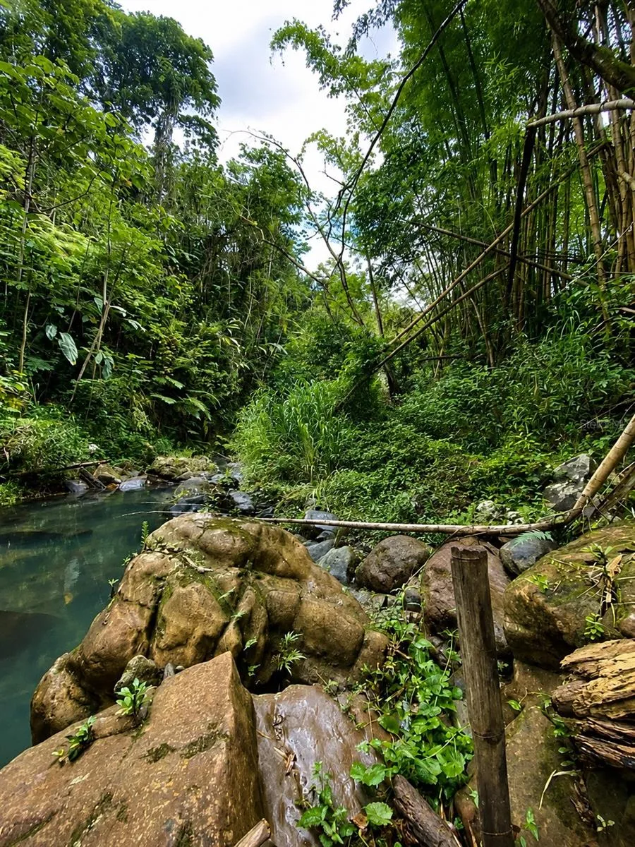 BO. FRONTON CARR 146 KM 18.6 Ciales, PR 00638