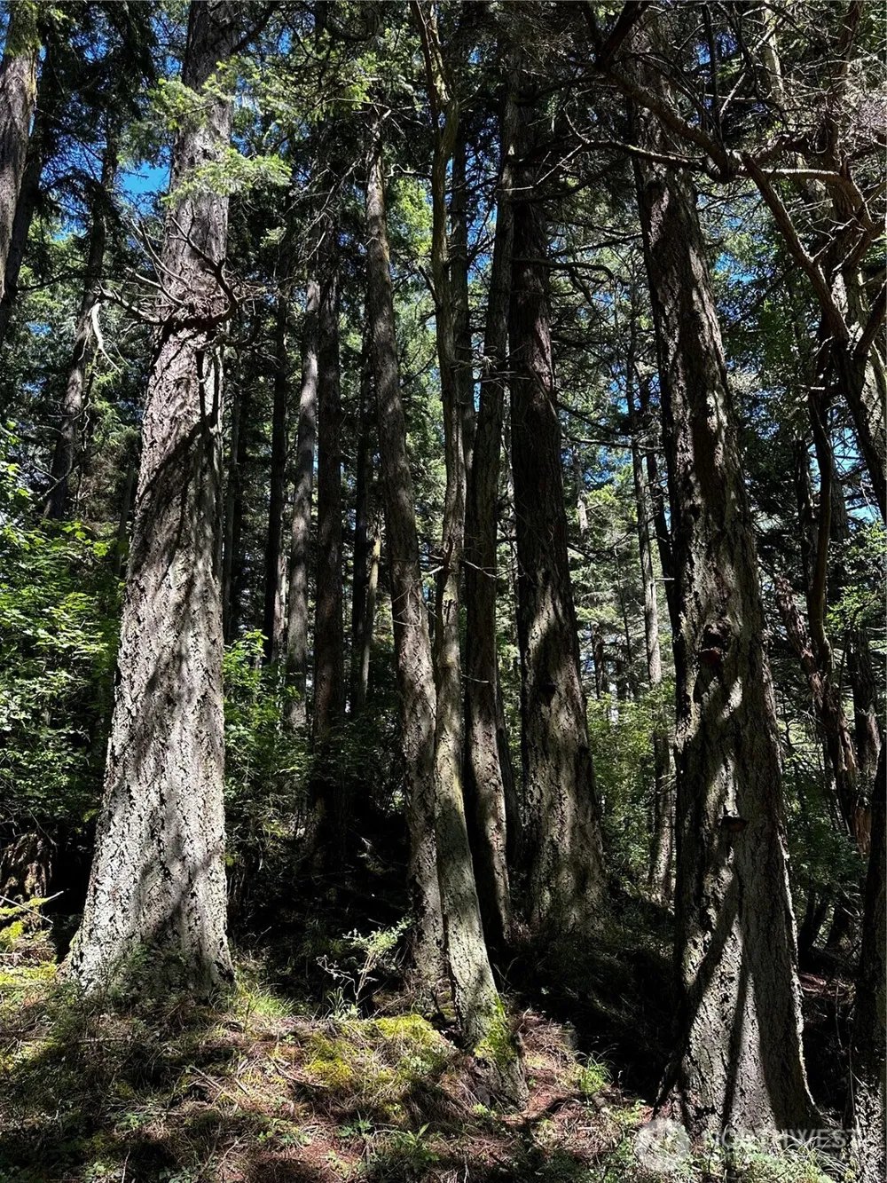 808 Roehl's Hill Rd. Road Orcas Island, WA 98245