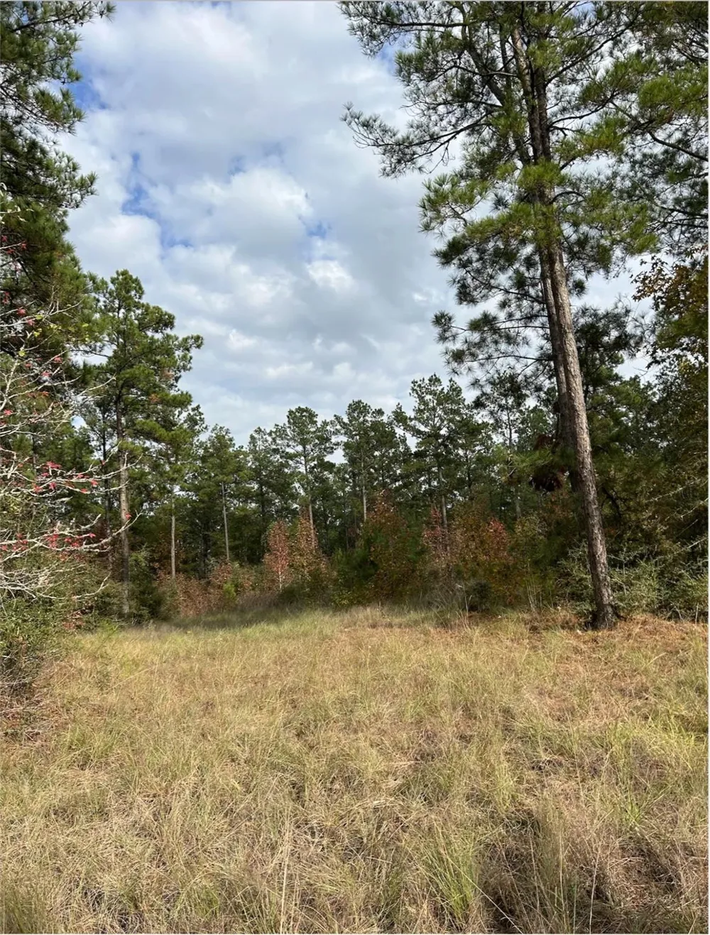 Fm 705 Broaddus, TX 75929