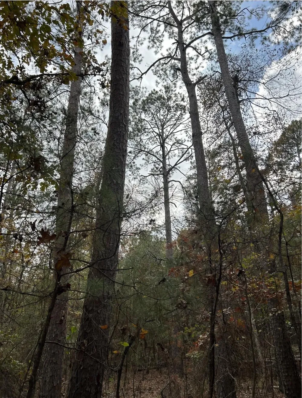Fm 705 Broaddus, TX 75929