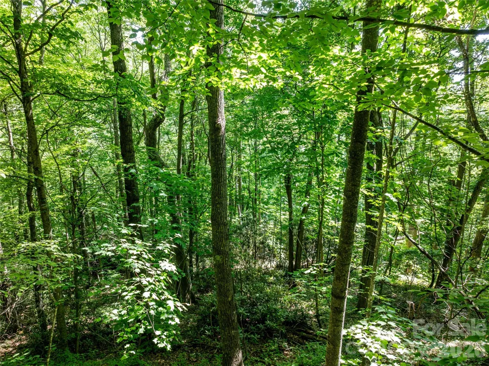 8 White Birch Court #424 Black Mountain, NC 28711