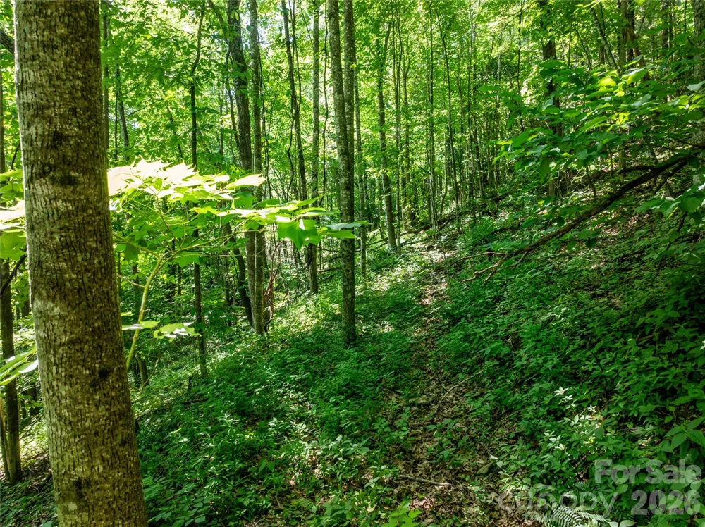 8 White Birch Court #424 Black Mountain, NC 28711