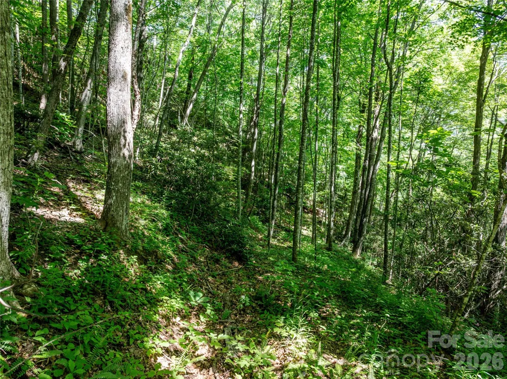 8 White Birch Court #424 Black Mountain, NC 28711