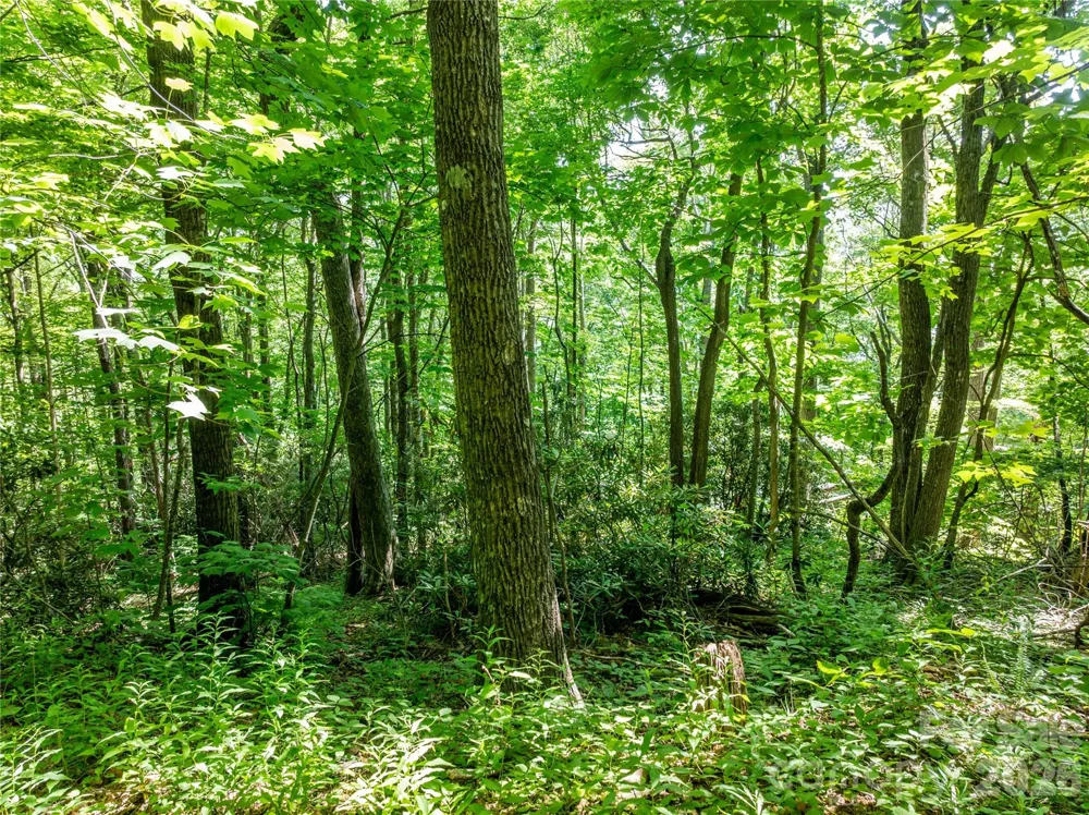 8 White Birch Court #424 Black Mountain, NC 28711