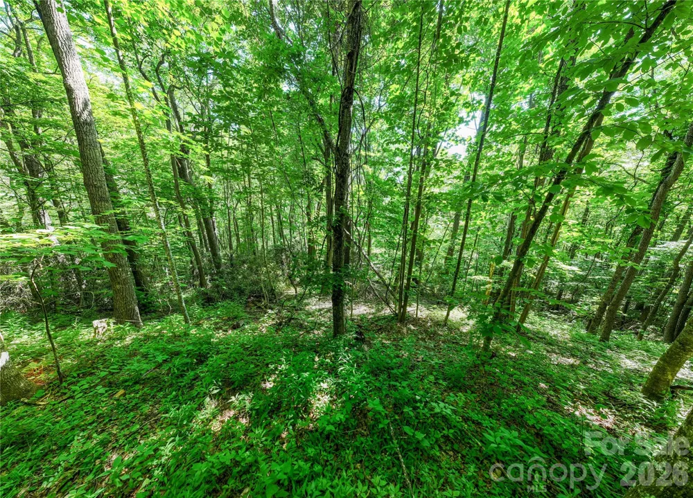 8 White Birch Court #424 Black Mountain, NC 28711