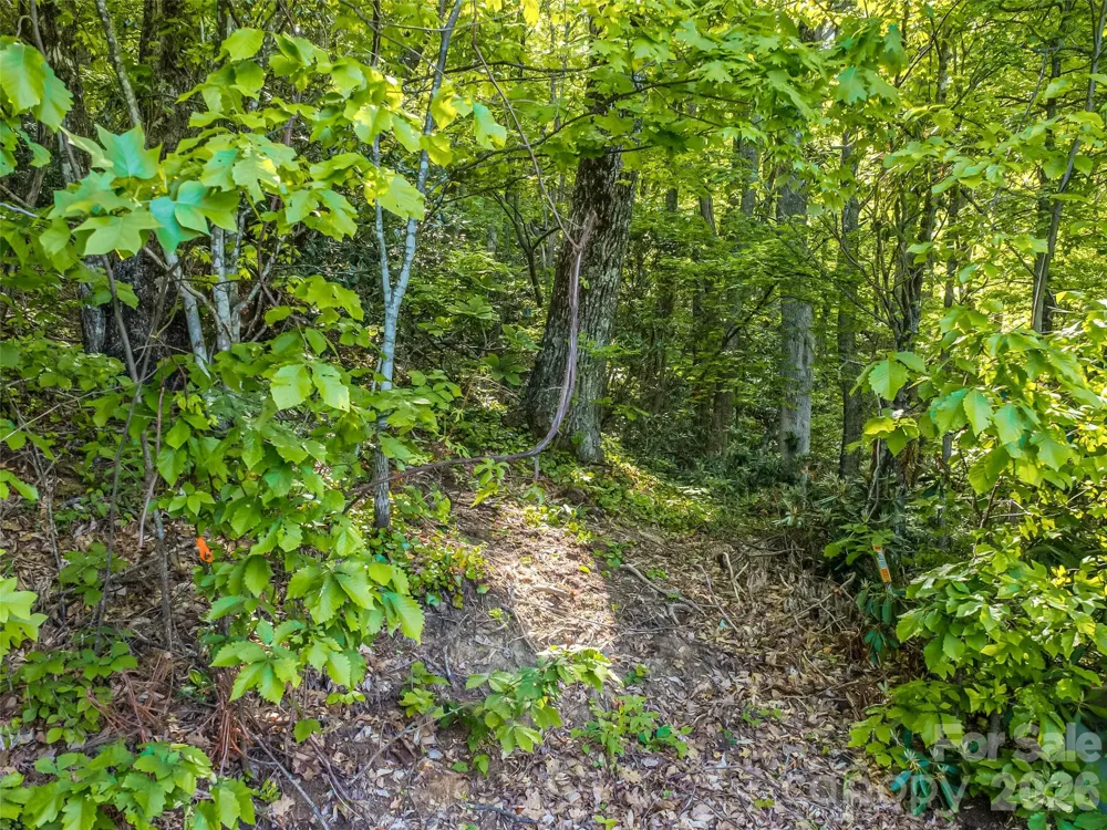 8 White Birch Court #424 Black Mountain, NC 28711