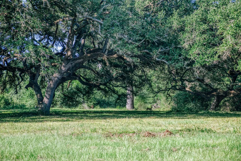 10671 Hidalgo Falls Rd Washington, TX 77880