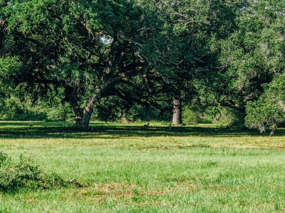 10671 Hidalgo Falls Rd Washington, TX 77880