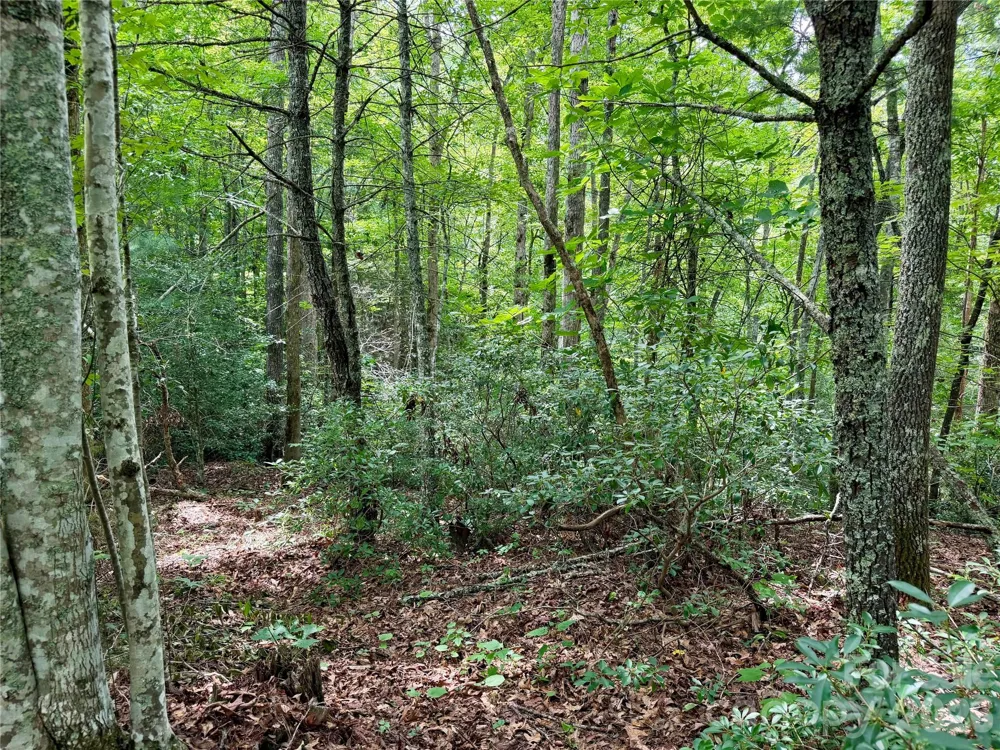 1156 Bear River Lodge Trail Marshall, NC 28753